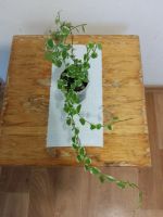 Лот: 21061335. Фото: 2. Фикус пумила Уайт Санни (Ficus... Комнатные растения и уход