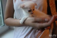 Лот: 8228076. Фото: 3. Вислоухий котёнок. Растения и животные
