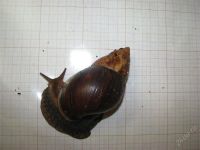 Лот: 1739519. Фото: 2. Улитки 5шт. Achatina fulica... Животные и уход
