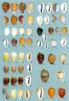 Лот: 2227878. Фото: 3. A Guide to Worldwide Cowries... Красноярск