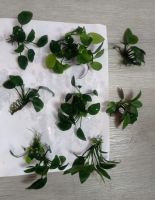 Лот: 25626555. Фото: 5. Анубиас