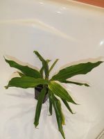 Лот: 25882847. Фото: 2. Драцена растение большой отросток. Комнатные растения и уход