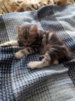 Лот: 15213019. Фото: 5. котенок курильского бобтейла
