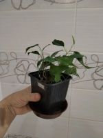 Лот: 25888987. Фото: 4. Фикус Бенджамин(малыш). Красноярск