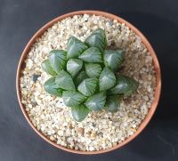 Лот: 18412206. Фото: 2. Хавортия купера трунката (Haworthia... Комнатные растения и уход