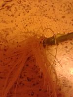 Лот: 7408455. Фото: 3. Олеандр черенки 2. Растения и животные