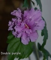 Лот: 4441954. Фото: 3. Гибискус Double purple. Растения и животные