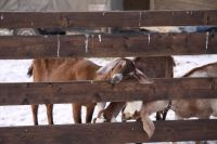 Лот: 9320979. Фото: 5. Нубийский Козел на племя,1 ГОД...