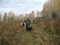 Лот: 4559427. Фото: 4. Щенок лайки. Красноярск