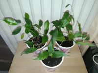 Лот: 25593115. Фото: 2. Фикус Бенджамина. Комнатные растения и уход