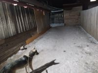 Лот: 20755267. Фото: 5. Собака помесь овчарки с лайкой...