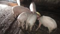Лот: 8228956. Фото: 3. Продам поросят. Растения и животные