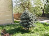 Лот: 4461163. Фото: 12. Продажа древесно-кустарниковых...