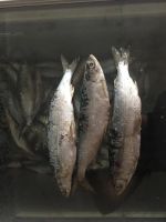Лот: 11287470. Фото: 4. Пелядь аналог байкальского омуля