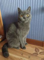 Лот: 8745517. Фото: 7. Котята вислоухие и прямоухие шотландцы