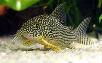 Лот: 6900291. Фото: 2. Коридорас Штерба (Corydoras sterbai... Аквариумистика