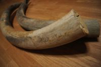 Лот: 2385958. Фото: 3. Два бивня мамонта. Красноярск