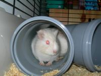 Лот: 2561665. Фото: 3. Морская свинка. Девочка. Растения и животные