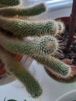 Лот: 21039053. Фото: 3. кактус. Растения и животные