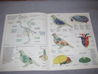 Лот: 15569240. Фото: 2. книга бу зоология птицы атлас... Детям и родителям