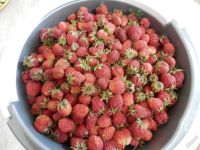 Лот: 5766819. Фото: 3. Клубника садовая - виктория, свежесобранная. Красноярск