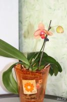 Лот: 8257079. Фото: 2. Орхидея фаленопсис. Комнатные растения и уход