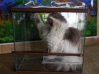 Лот: 5330191. Фото: 6. Террариум 50л со светом