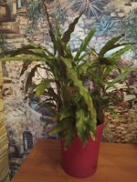 Лот: 19088988. Фото: 2. Калатея Руфибарба (Calathea rufibarba... Комнатные растения и уход