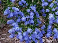 Лот: 11126505. Фото: 2. Цеанотус (Ceanothus 'Concha'). Семена, рассада, садовые растения