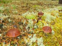 Лот: 4484470. Фото: 2. Белые сушеные грибы. Продукты