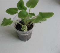 Лот: 2415096. Фото: 2. Детка фиалки Midnight Romance... Комнатные растения и уход