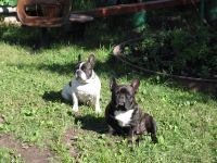 Лот: 6147488. Фото: 2. Отдам французского бульдога. Животные и уход