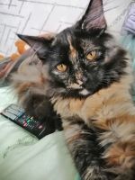 Лот: 17885025. Фото: 2. Котёнок мейн-кун. Животные и уход