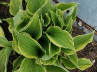 Лот: 9802394. Фото: 7. Хоста волнистая «Variegata»