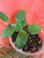 Лот: 2679441. Фото: 3. Хойя чойк( Hoya cv. Chouke ). Растения и животные