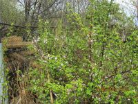 Лот: 13695888. Фото: 2. вишня войлочная саженец № 65. Семена, рассада, садовые растения