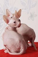 Лот: 3537892. Фото: 4. Донской Сфинкс, мальчик. Красноярск