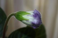 Лот: 5304319. Фото: 4. Глоксиния тигрина синяя 2 Очень... Красноярск