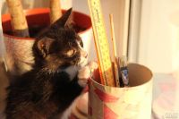 Лот: 8139675. Фото: 4. черный котенок!!!!!!. Красноярск