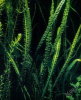 Лот: 1510032. Фото: 3. Продам Cryptocoryne crispatula. Растения и животные