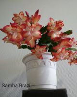 Лот: 13517025. Фото: 2. Декабрист, шлюмбергера Samba Brazil. Комнатные растения и уход