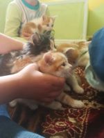 Лот: 14372238. Фото: 5. Котята деревенские