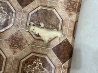 Лот: 18403041. Фото: 2. Линолеум 3х5 м. Отделочные материалы