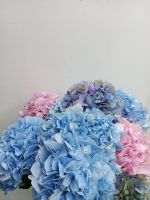 Лот: 25707775. Фото: 4. Гортензия в наличии. Красноярск