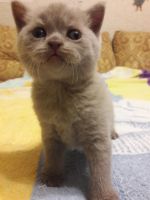 Лот: 9355147. Фото: 3. отдам котят британцев возраст... Растения и животные