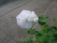 Лот: 11246511. Фото: 2. Пеларгония зональная "Shan Hoy... Комнатные растения и уход