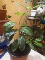 Лот: 14169557. Фото: 4. "Клеродендрум Томсона" или цветок... Красноярск