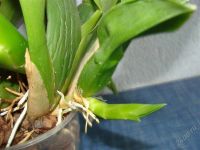 Лот: 2000662. Фото: 2. Орхидея Brassia rex SAKATA. Комнатные растения и уход