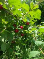 Лот: 7843722. Фото: 3. Вишня! С куста!. Красноярск
