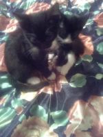 Лот: 10903618. Фото: 2. Отдам Котят. Животные и уход